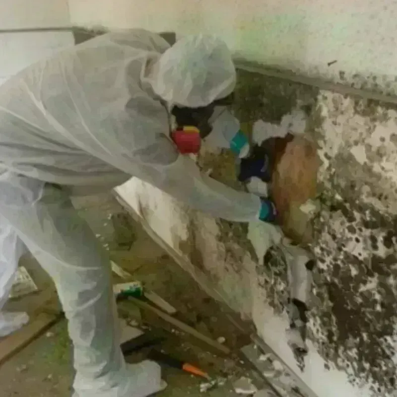 Mold Remediation and Removal in Randolph County, WV